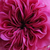 Fioletowo - różowy - Róża damasceńska - Duc de Cambridge